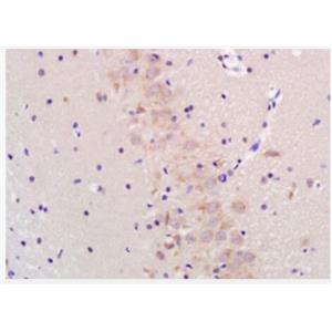 Anti-DDIT3 antibody-GADD153抗体