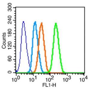 Anti-Retinoid X receptor alpha  antibody-核受体RXRα抗体