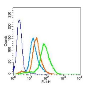 Anti-PEPT1   antibody-肠道肽转运蛋白1/小肽转运蛋白1抗体,PEPT1