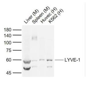 Anti-LYVE-1antibody-淋巴管内皮透明质酸受体抗体