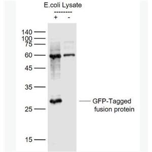 Anti-GFP antibody-绿色荧光蛋白抗体