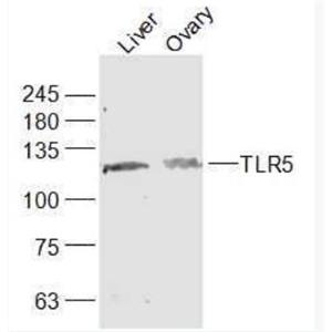 Anti-TLR5 antibody-Toll样受体5抗体