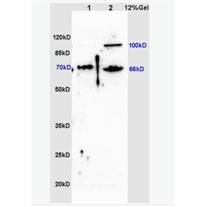 Anti-ZNF300 antibody-锌指蛋白300抗体