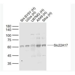 Anti-Slc22A17 antibody-可溶性载质转运蛋白22A17抗体