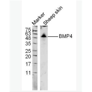 Anti-BMP4 antibody-骨形态发生蛋白4抗体