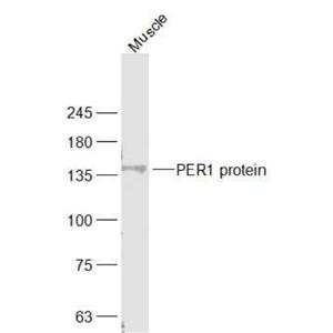 Anti-PER1 antibody-节律抑制蛋白PER1抗体
