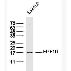 Anti-FGF10antibody-成纤维细胞生长因子10抗体