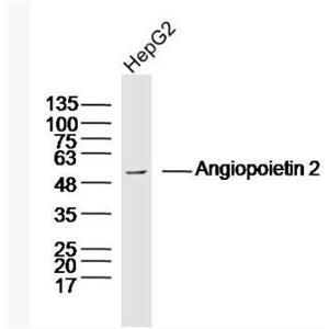 Anti-Angiopoietin 2 antibody-血管生成素2抗体