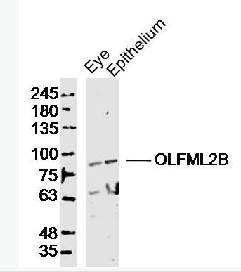 Anti-OLFML2B antibody-嗅介蛋白樣蛋白2B抗體,OLFML2B