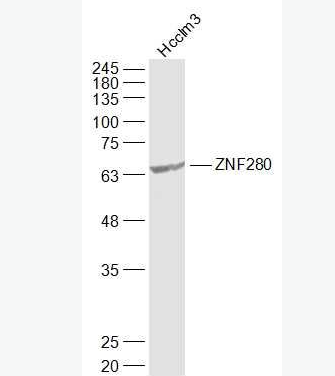 Anti-SUHW1/ZNF280 antibody-锌指蛋白280抗体,SUHW1/ZNF280