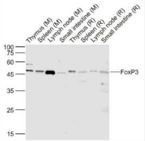 Anti-UFOXP3 antibody-叉头蛋白P3抗体,FOXP3