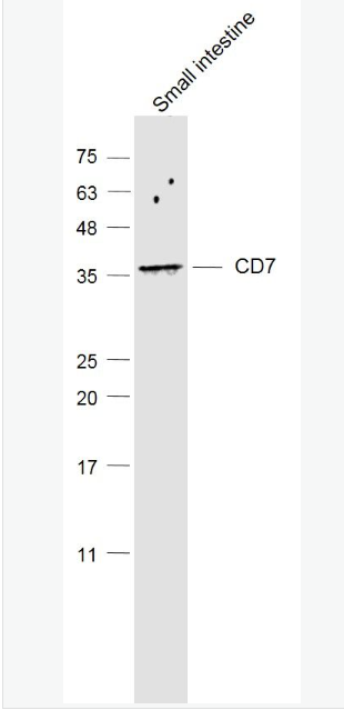 Anti-CD7 antibody-CD7抗体,CD7