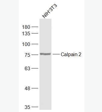 Anti-Calpain 2 antibody-钙激活的中性蛋白酶2抗体,Calpain 2