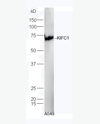 Anti-KIFC1 antibody-驱动蛋白家族成员C1抗体,KIFC1