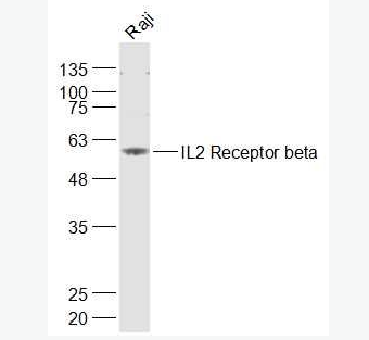 Anti-IL2 Receptor betaantibody-白介素2受体β链（CD122）抗体,IL2 Receptor beta