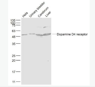 Anti-Dopamine D4 receptor antibody-多巴胺受体D4抗体,Dopamine D4 receptor