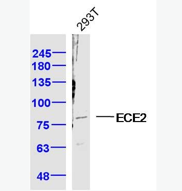 Anti-ECE2 antibody-内皮素转化酶2抗体,ECE2