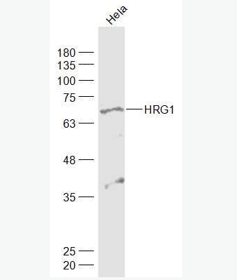 Anti-HRG1 antibody-神经调节蛋白1抗体,HRG1
