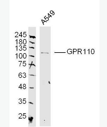 Anti-GPR110 antibody-G蛋白偶聯(lián)受體110抗體,GPR110