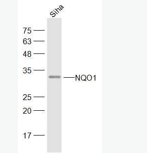 Anti-NQO1 antibody-醌氧化还原酶抗体,NQO1