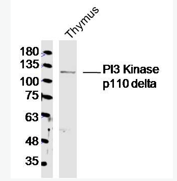 Anti-PI3 Kinase p110 delta antibody-磷脂酰肌醇激酶催化亚单位D抗体,PI3 Kinase p110 delta