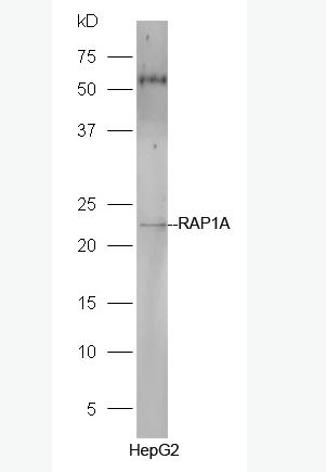 Anti-RAP1A antibody-Rap1A抗体,RAP1A