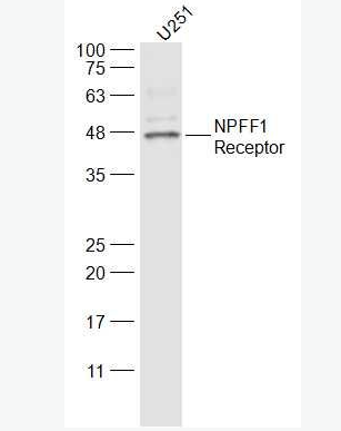 Anti-NPFF1 Receptor  antibody-G蛋白偶联受体147抗体,NPFF1 Receptor