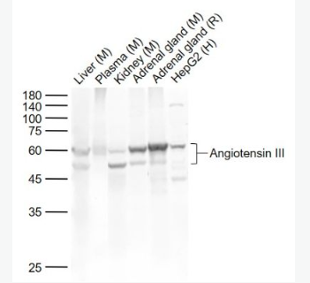 Anti-Angiotensin III antibody-血管緊張素III抗體,Angiotensin III