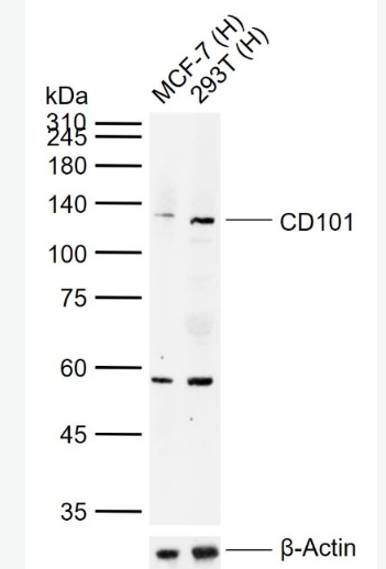 Anti-CD101 antibody-CD101抗体,CD101
