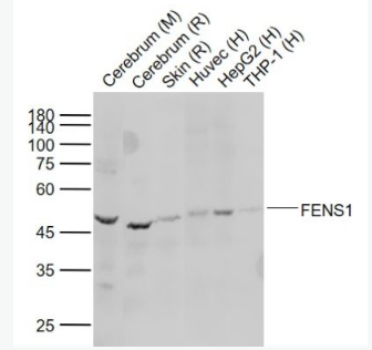 Anti-FENS1  antibody-磷酸肌醇结合蛋白1抗体,FENS1