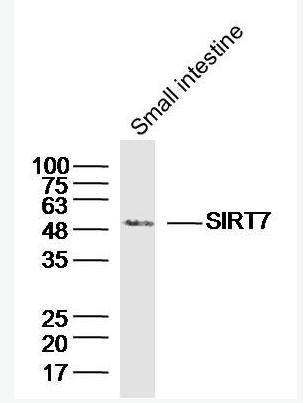 Anti-SIRT7 antibody-沉默调节样蛋白SirT7抗体,SIRT7