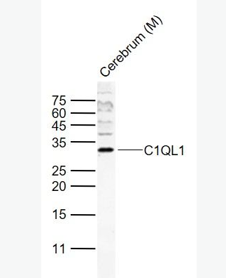 Anti-C1QL1 antibody-补体组分1q子成分样蛋白1抗体,C1QL1