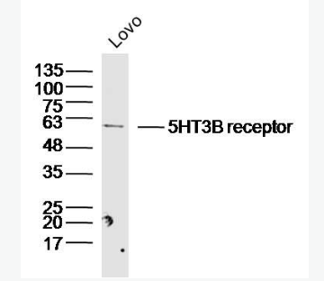 Anti-5HT3B receptor antibody-5-羟色胺受体3B抗体,5HT3B receptor