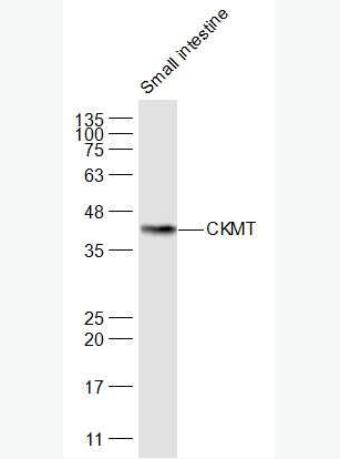 Anti-CKMT antibody-酸性线粒体肌酸激酶抗体,CKMT