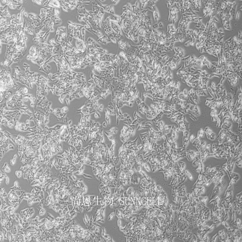 小鼠睾丸间质细胞瘤细胞,MLTC-1