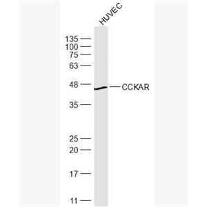 Anti-CCKAR antibody-胆囊收缩素A受体抗体