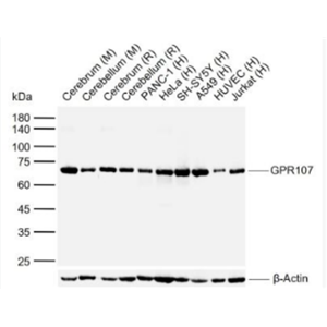 Anti-GPR107 antibody-G蛋白偶联受体107抗体