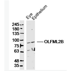Anti-OLFML2B antibody-嗅介蛋白样蛋白2B抗体