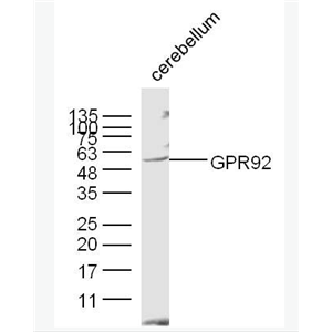 Anti-GPR92 antibody-G蛋白偶联受体GPR92蛋白抗体