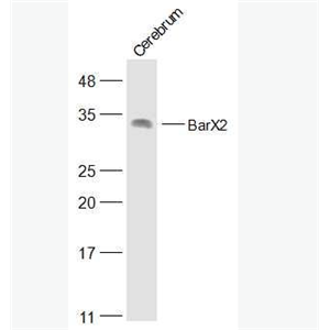 Anti-BarX2 antibody-BarX2蛋白抗体