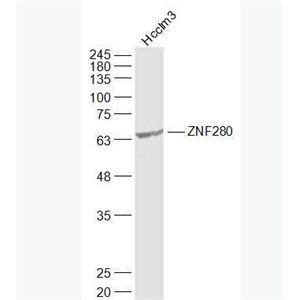 Anti-SUHW1/ZNF280 antibody-锌指蛋白280抗体