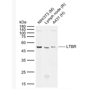 Anti-LTBR antibody-淋巴毒素-β受抗体