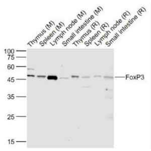 Anti-UFOXP3 antibody-叉头蛋白P3抗体