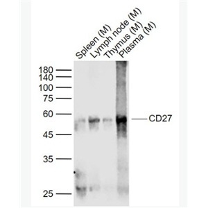 Anti-CD27 antibody-CD27重组兔单克隆抗体