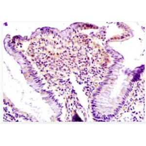 Anti-Lpin1 protein  antibody-Lpin1 抗体