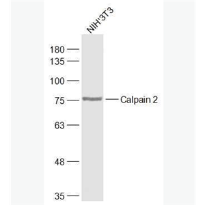 Anti-Calpain 2 antibody-钙激活的中性蛋白酶2抗体