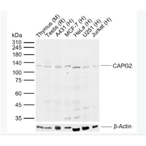 Anti-CAPG2 antibody-染色体相关蛋白2抗体