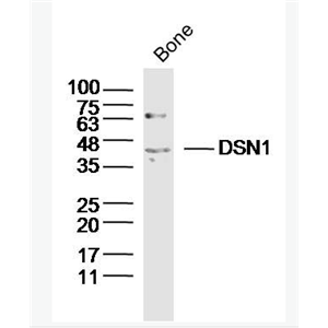 Anti-DSN1 antibody-着丝粒相关蛋白DSN1抗体