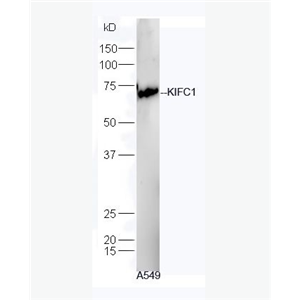 Anti-KIFC1 antibody-驱动蛋白家族成员C1抗体