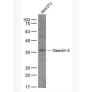 Anti-Galectin 9 antibody-半乳糖凝集素9抗体